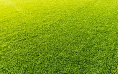 How Does a Synthetic Lawn Compare to a Real Lawn?