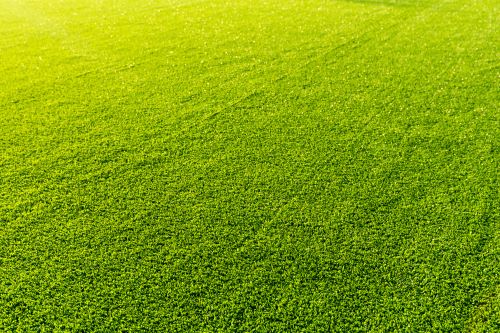 How Does a Synthetic Lawn Compare to a Real Lawn?
