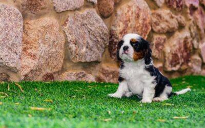 Can I Have a Synthetic Turf Yard with Pets?